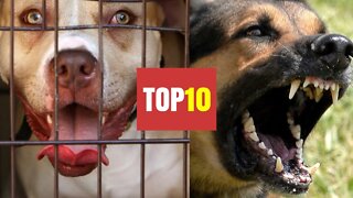 Most Dangerous Dogs in the World!