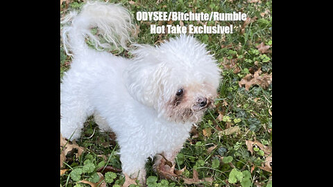 Rumble/Odysee/Bitchute Exclusive Hot Take: Feb 12th 2024 News Blast!