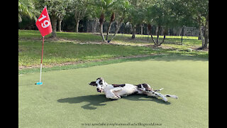 Funny Great Dane Loves To Roll Around On The Golf Green