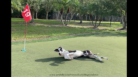 Funny Great Dane Loves To Roll Around On The Golf Green