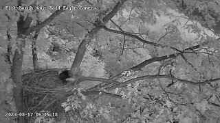 Hays Eagles Dad comes in for a visit and nest inspection! 08-17-2023 6:14am