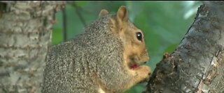 Bubonic plague very treatable if caught in time