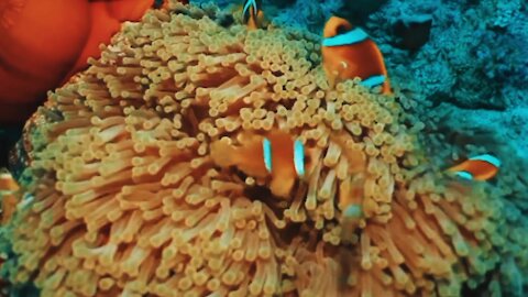 A group of clown fish is one of the true beauty from nature