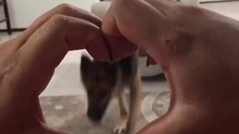 German Shepherd flawlessly performs 'snoot challenge'