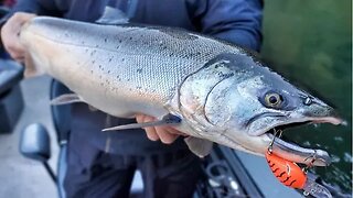 It's Raining, Time to Talk Tributary Fishing! (The Salmon are Coming)