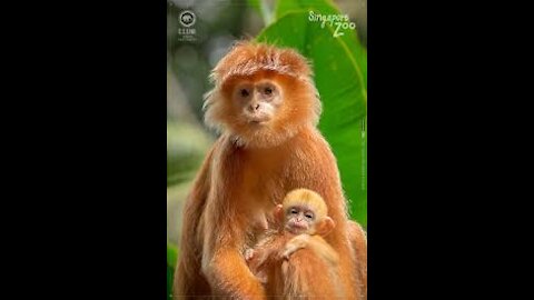 Funny Prank with baby monkey