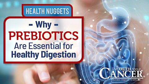 The Truth About Cancer: Health Nugget 29 - Why Prebiotics Are Essential for Healthy Digestion