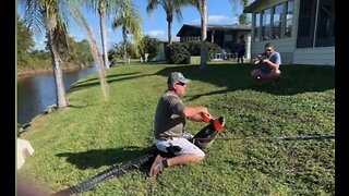 Pet owners on alert after alligator attacks