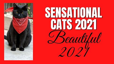 Sensational cats 2021
