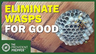 How to Eliminate Wasps for Good!