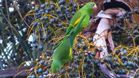 Green parakeet in the wild corner of the thrush in the background