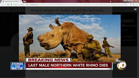 Last male northern white rhino dies