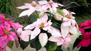 Princettia New, Pink Plant for Special Occasion Gifts