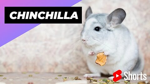 Chinchilla 🐭 One Alternative Animal To Have As A Pet #shorts