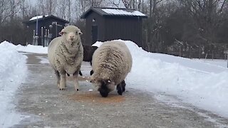 There are currently 30 sheep in Delhi Township