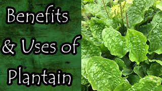 Benefits and Uses of Plantain