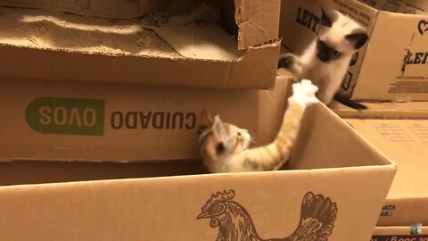 Entenda uns motivos que faz o seu gatinho gostar mais de caixa de papelão que camas caras compradas!