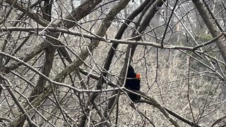 Red tipped Black Bird