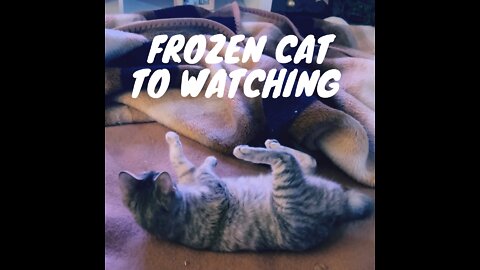 FROZEN CAT WATCHING TV AND AFTER SLEEP