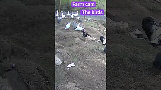 Farm cameras monitoring farm birds