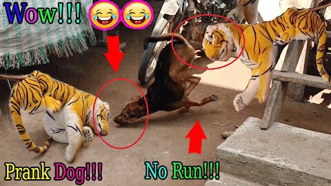 Wow nice!!! Fake tige prank dog Run so funny try to stop laugh challenge