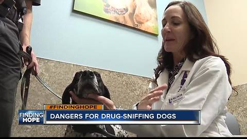 FINDING HOPE: Protecting Idaho's drug-sniffing K-9s