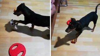 Genius Dachshund Knows How To Read Words