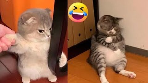 Funny _animal _funny _cats_dog_😀😀😀|part4