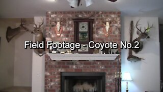 S10E9 - Field Footage - Coyote No.2