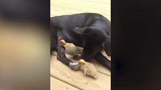 Dog Takes Care Of Three Little Ducks