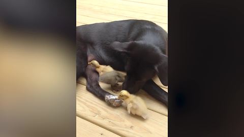 Dog Takes Care Of Three Little Ducks