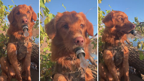 Hunting dog tries to lure wild ducks with duck call #Shorts