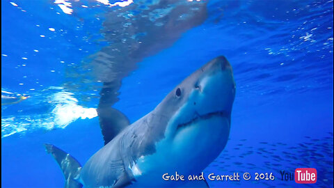 YouTube Shark - Great White Shark Cage Breach - The Full Story