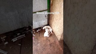Kittens drinking milk from mother cat.