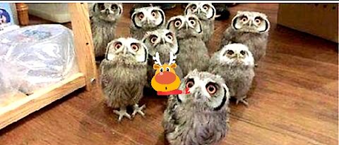 Funny Owls funny and cute Owls