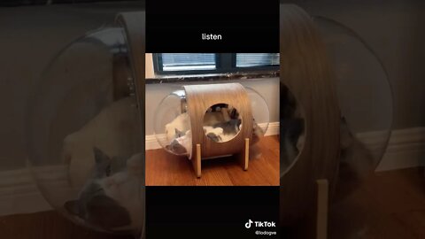 Funny Cat & Dog sharing a bed Tiktok #shorts