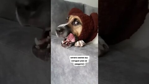 #shorts Смешные Собаки Из Тик Тока 244 Funny Dogs From Tiktok