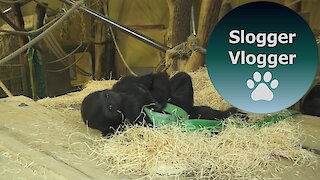 Baby Gorilla Indigo Plays With The Ribbon Part 2/2