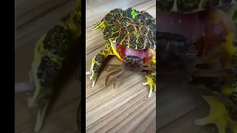 Funny crab and giant Frog #viral #treading #crab #frog #youtube #tiktok