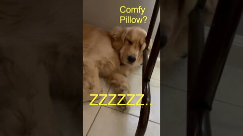 Fluffy Golden Retriever Puppy Snoring Like An Old Man