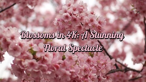 Blossoms in 4K A Stunning Floral Spectacle l 4K videos l relax mind