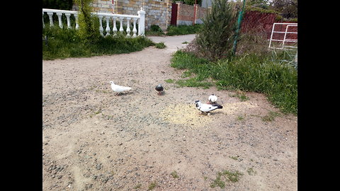 Rare pigeons in the suburbs