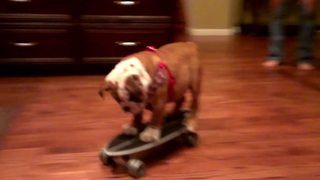Dogs on Skateboards