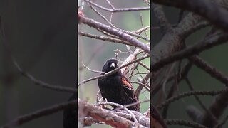 red winged blackbird