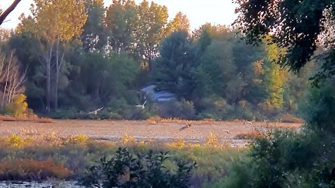 Waterfowl Flocking Together