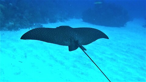 Scuba diver meets gigantic spotted eagle stingray in Belize