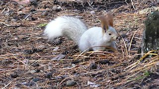 Forgetful squirrel can't remember where his stash is