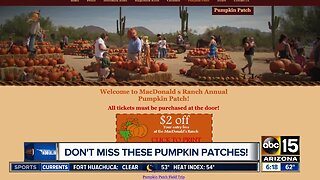 Lots of pumpkin patches around town!