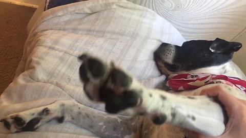 Pit Bull absolutely refuses to wake up