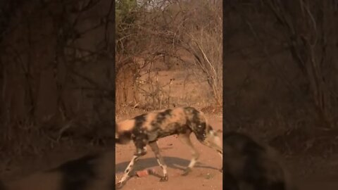 Our Close Encounter with a Pack of African Wild Dog!🤔#shorts #safari #travel #travelling